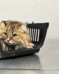 Kars, Uğur Pet Veteriner Kliniği Kars, Uğur Pet Veteriner Kliniği