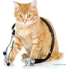 Kars, Uğur Pet Veteriner Kliniği Kars, Uğur Pet Veteriner Kliniği