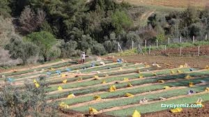Kastamonu Fide Fidan Tarım Ürünleri Satış Kastamonu Fide Fidan Tarım Ürünleri Satış