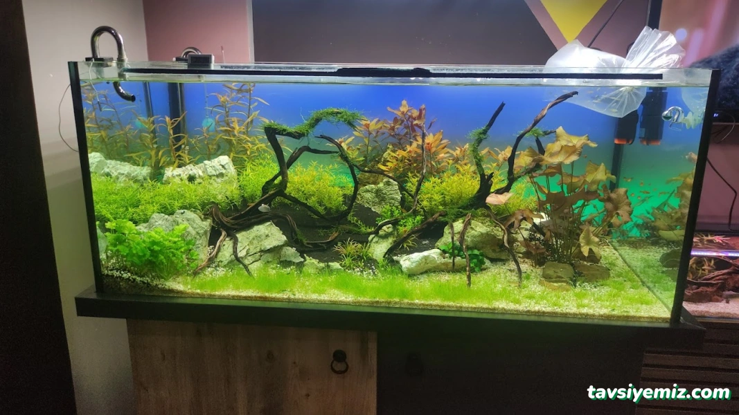 Kayahan Petshop (Akvaryum Balık Avm) Kayahan Petshop (Akvaryum Balık Avm)