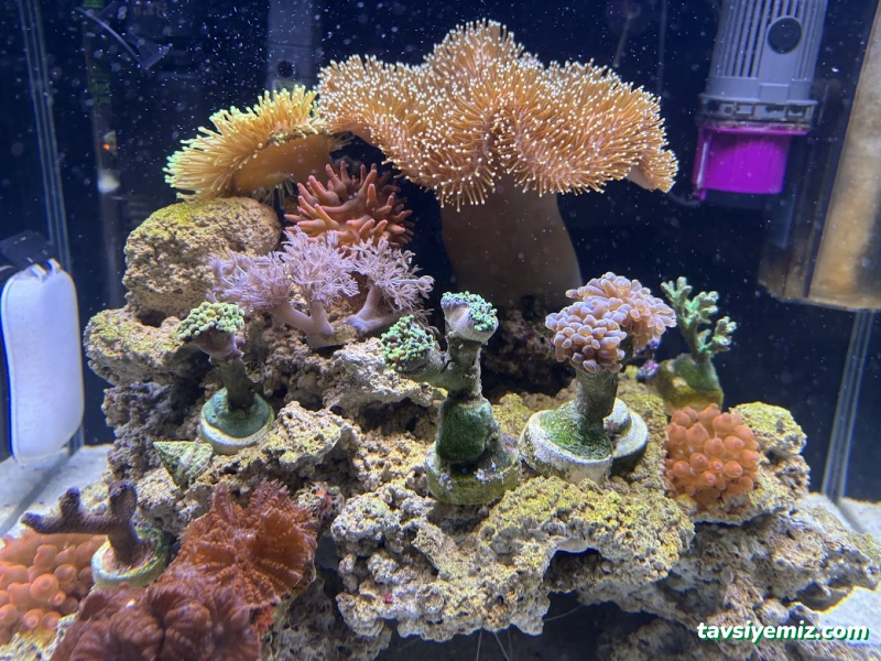 Kayahan Petshop (Akvaryum Balık Avm) Kayahan Petshop (Akvaryum Balık Avm)