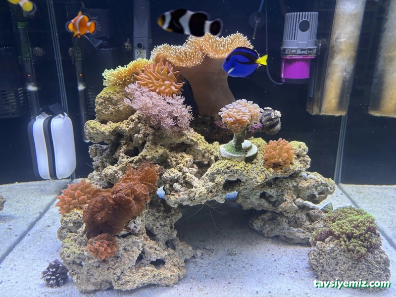 Kayahan Petshop (Akvaryum Balık Avm) Kayahan Petshop (Akvaryum Balık Avm)