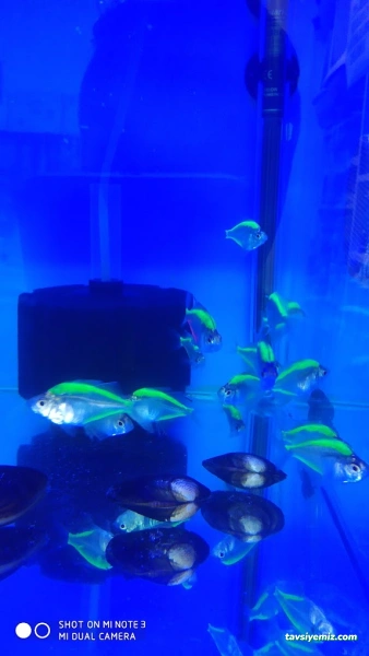 Kayahan Petshop (Akvaryum Balık Avm) Kayahan Petshop (Akvaryum Balık Avm)