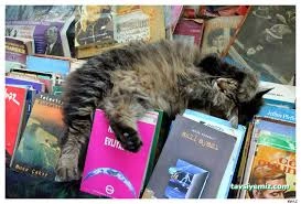Kedi Sahaf Radyo Kafe Kedi Sahaf Radyo Kafe