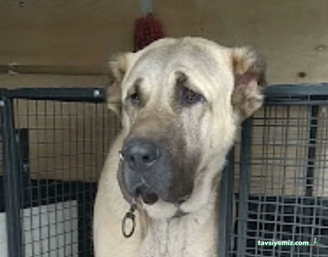 Keldayı Pet Taksi