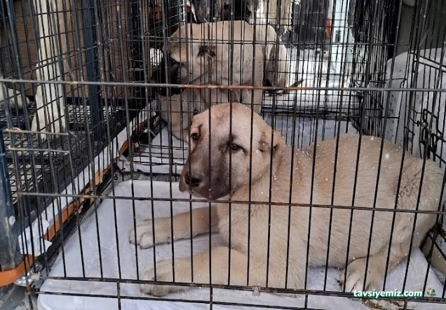 Keldayı Pet Taksi