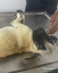 Kırşehir Yaşam Pet Veteriner Kliniği Kırşehir Yaşam Pet Veteriner Kliniği