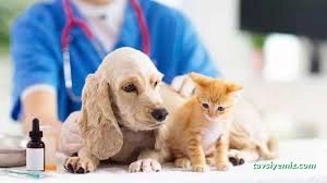 Kırşehir Yaşam Pet Veteriner Kliniği Kırşehir Yaşam Pet Veteriner Kliniği