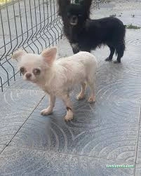 Kırşehir Yaşam Pet Veteriner Kliniği Kırşehir Yaşam Pet Veteriner Kliniği