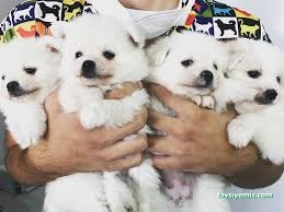 Kırşehir Yaşam Pet Veteriner Kliniği Kırşehir Yaşam Pet Veteriner Kliniği