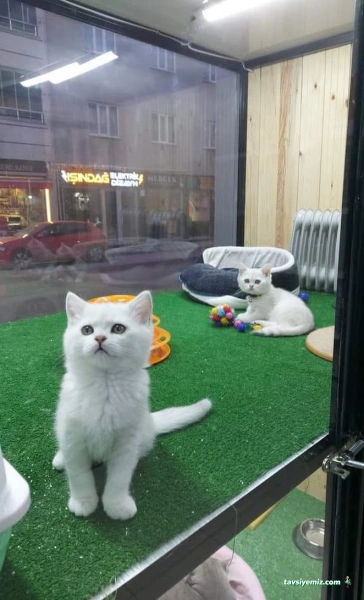Klas Petshop