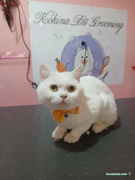 Kokina Petkuafor