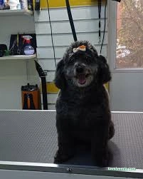 Kokoş Pet Kuaför & Petshop Yalova Kokoş Pet Kuaför & Petshop Yalova
