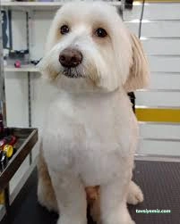 Kokoş Pet Kuaför & Petshop Yalova Kokoş Pet Kuaför & Petshop Yalova