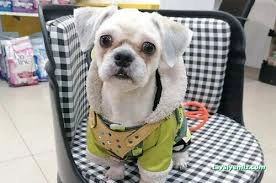 Kokoş Pet Kuaför & Petshop Yalova Kokoş Pet Kuaför & Petshop Yalova