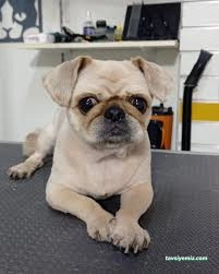 Kokoş Pet Kuaför & Petshop Yalova Kokoş Pet Kuaför & Petshop Yalova