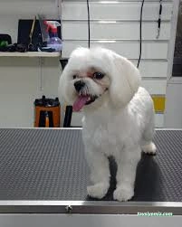Kokoş Pet Kuaför & Petshop Yalova Kokoş Pet Kuaför & Petshop Yalova