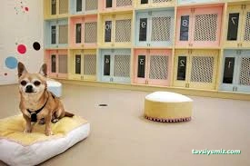 Kral Petshop , Akvaryum &Pethotel Kral Petshop , Akvaryum &Pethotel
