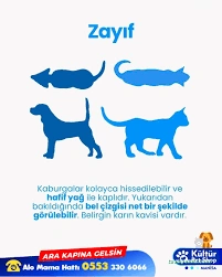 Kültür Petshop Alo Mama Hattı Kültür Petshop Alo Mama Hattı