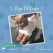 Kupi Pet Kuaför & Pet Cafe Kupi Pet Kuaför & Pet Cafe