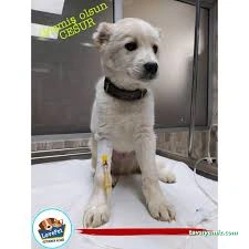 Lovepet Veteriner Kliniği Lovepet Veteriner Kliniği
