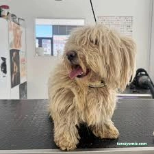 Lüleburgaz Pati Pet Kuaförü Spa Butik Petshop Cafe Club Lüleburgaz Pati Pet Kuaförü Spa Butik Petshop Cafe Club