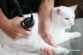 Lüleburgaz Pati Pet Kuaförü Spa Butik Petshop Cafe Club Lüleburgaz Pati Pet Kuaförü Spa Butik Petshop Cafe Club