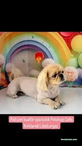 Lüleburgaz Pati Pet Kuaförü Spa Butik Petshop Cafe Club Lüleburgaz Pati Pet Kuaförü Spa Butik Petshop Cafe Club