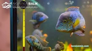 Mako Akvaryum