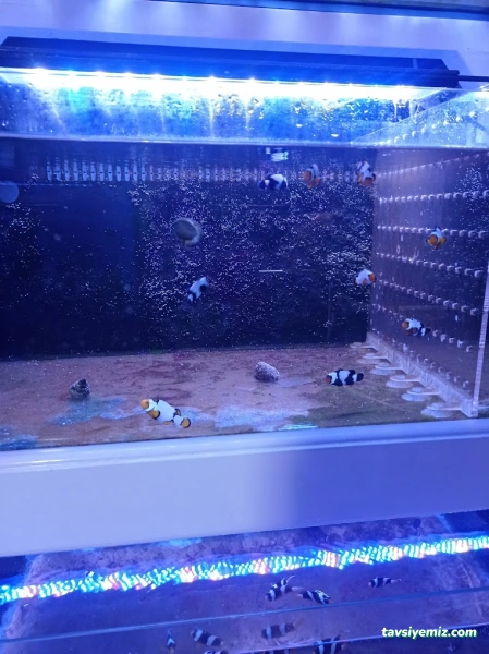 Malawi İzmir Akvaryum Ve Pet Ürünleri Malawi İzmir Akvaryum Ve Pet Ürünleri