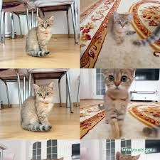 Mavi Boncuk Petshop Mavi Boncuk Petshop