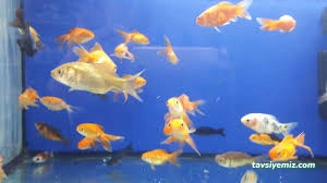 Mavi Boncuk Petshop Mavi Boncuk Petshop