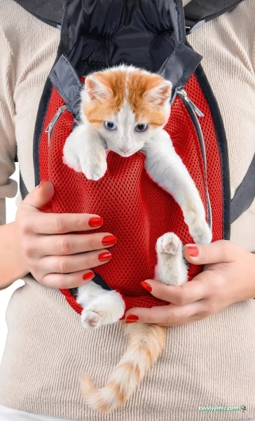 Mazlum Pet Shop