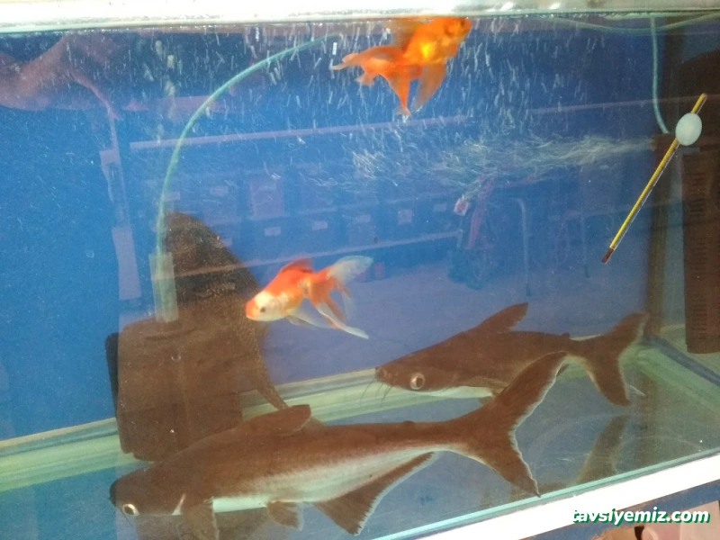 M.d. Akvaryum Pet Shop M.d. Akvaryum Pet Shop