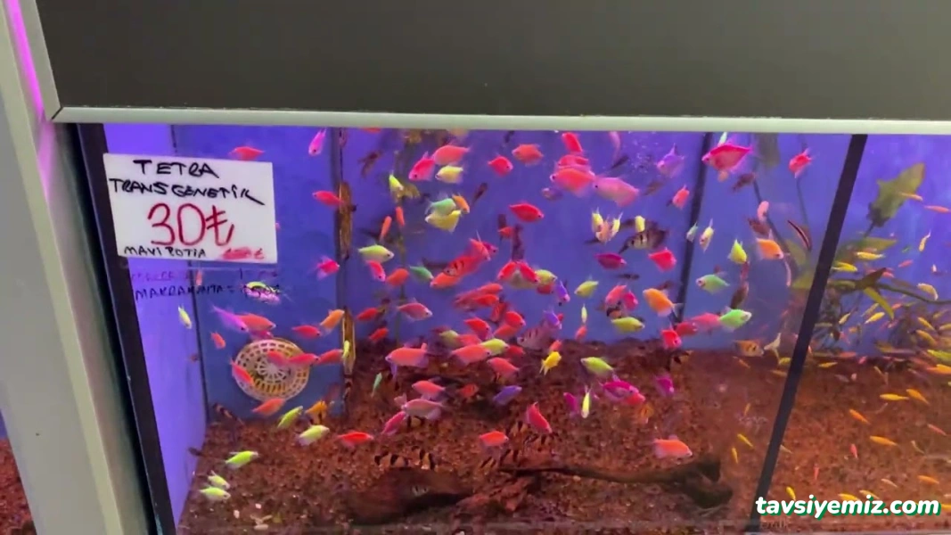 M.d. Akvaryum Pet Shop M.d. Akvaryum Pet Shop