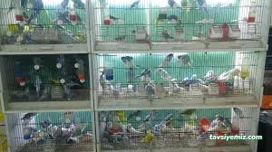 Mercan Petshop Kırıkkale Mercan Petshop Kırıkkale