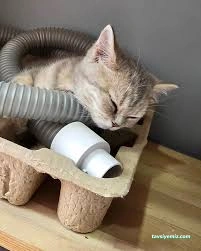 Miya Patili Köşk Petshop, Pet Kuaför, Pet Otel Miya Patili Köşk Petshop, Pet Kuaför, Pet Otel