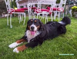 Miya Patili Köşk Petshop, Pet Kuaför, Pet Otel Miya Patili Köşk Petshop, Pet Kuaför, Pet Otel