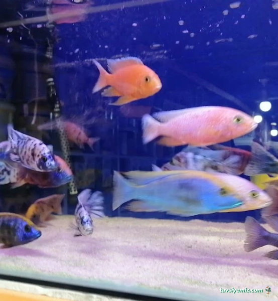 Mr Faruk Petshop