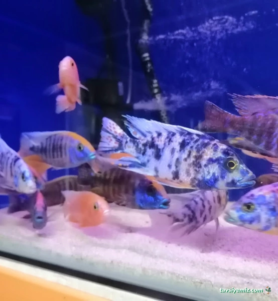 Mr Faruk Petshop
