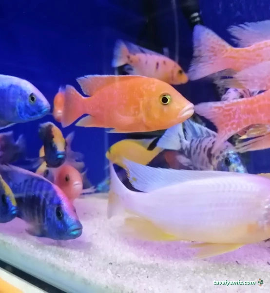 Mr Faruk Petshop