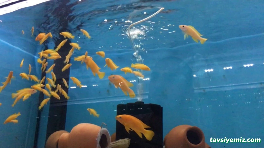 Muş Petshop Muş Petshop