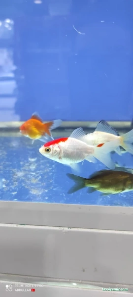 Muş Petshop Muş Petshop