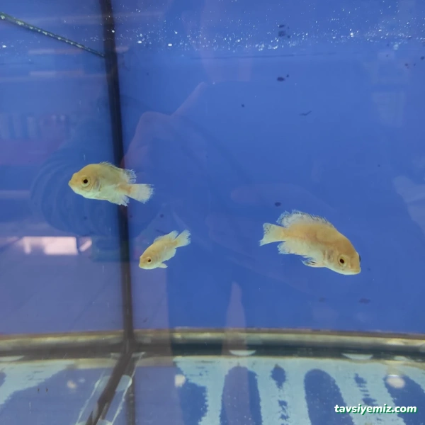 Muş Petshop Muş Petshop