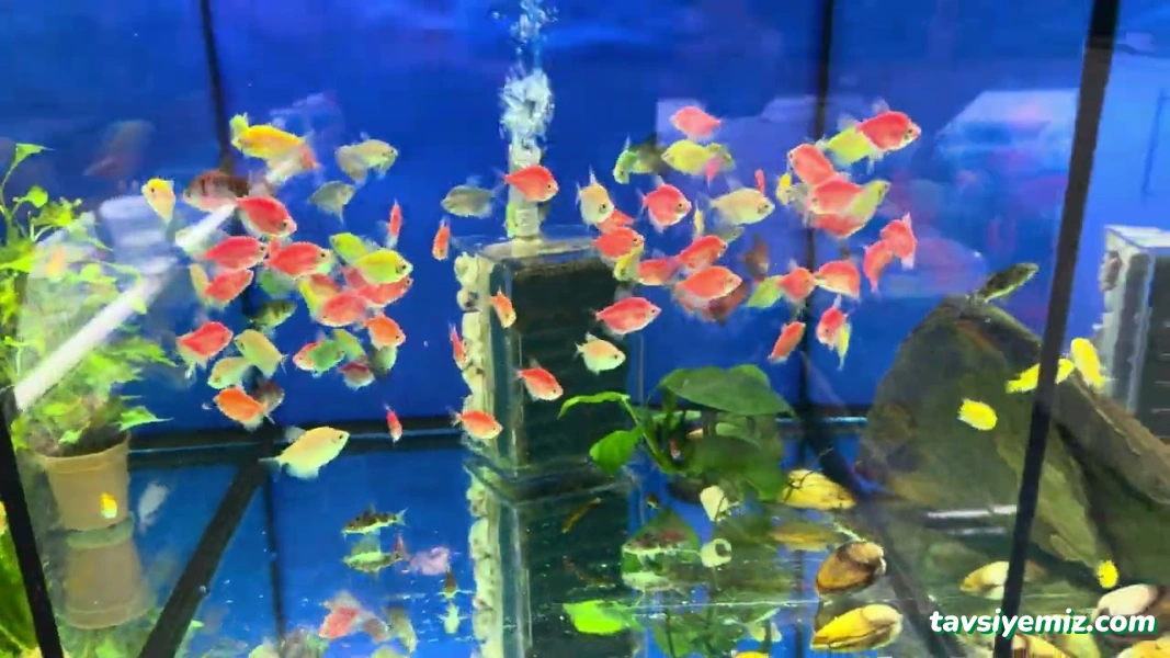Muş Petshop Muş Petshop