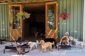 Mutlu Patiler Kedi Köpek Oteli Mutlu Patiler Kedi Köpek Oteli
