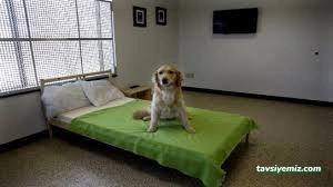 Mutlu Patiler Kedi Köpek Oteli Mutlu Patiler Kedi Köpek Oteli