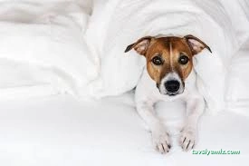 Mutlu Patiler Kedi Köpek Oteli Mutlu Patiler Kedi Köpek Oteli