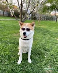 Mutlu Patiler Kedi Köpek Oteli Mutlu Patiler Kedi Köpek Oteli