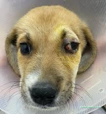 Niğde Pet Plus Veteriner Kliniği Niğde Pet Plus Veteriner Kliniği